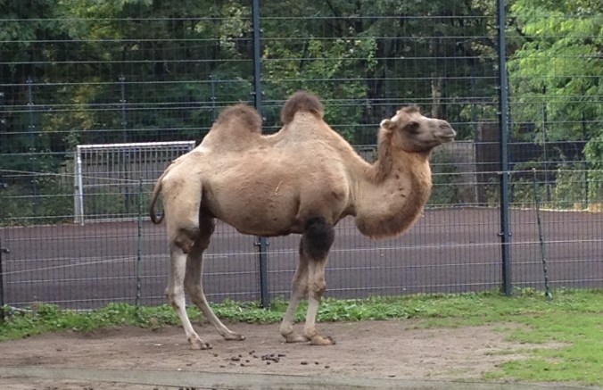 The local camel