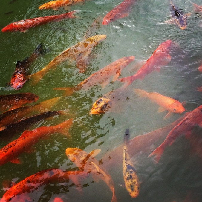 Coy carp in Anapji Pond